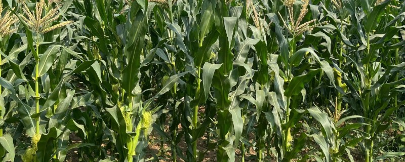 玉米高产种植技术,播种前要拌种