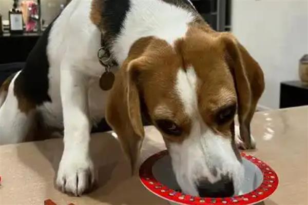 狗吃哪些东西会死，不可吃尖锐的骨头、肝脏等