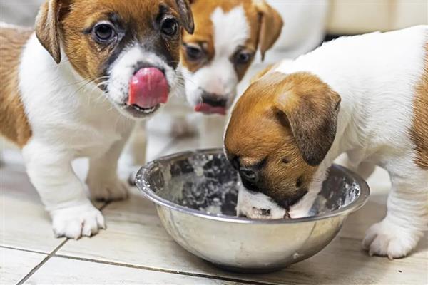 狗吃哪些东西会死，不可吃尖锐的骨头、肝脏等