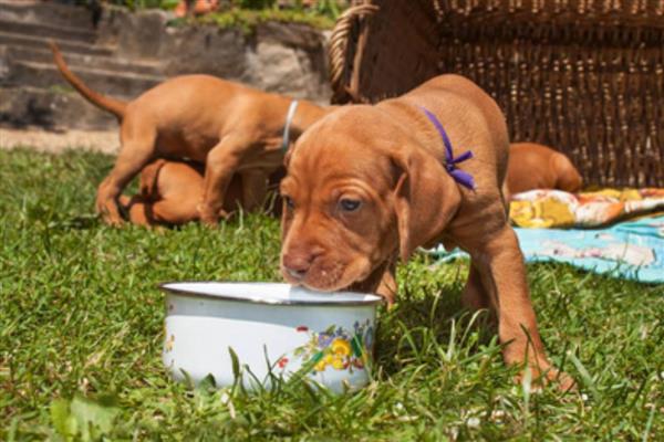 狗吃哪些东西会死，不可吃尖锐的骨头、肝脏等