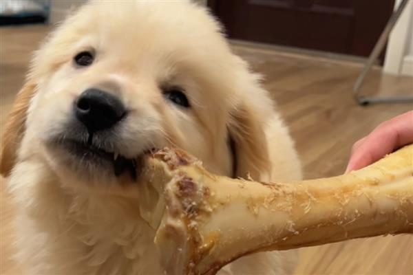 狗吃哪些东西会死，不可吃尖锐的骨头、肝脏等