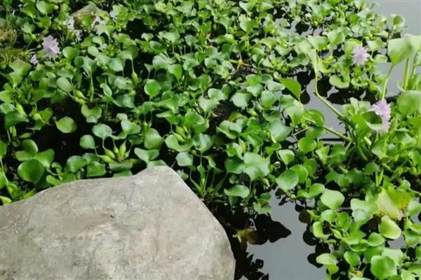 水葫芦如何过冬,要保证充足的光照