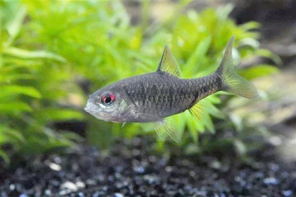 鱼类繁殖的方式，有卵生、卵胎生和胎生