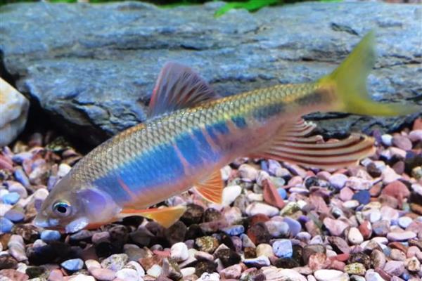 鱼类繁殖的方式，有卵生、卵胎生和胎生