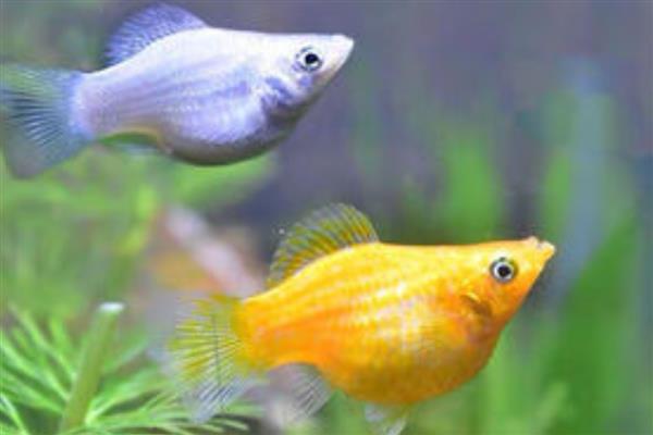 鱼类繁殖的方式，有卵生、卵胎生和胎生