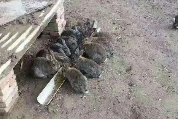 野兔子怎样养才不会死,养殖期间要尽可能保持安静