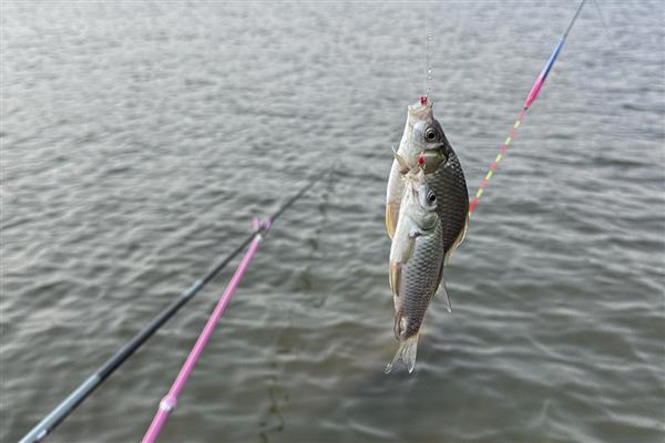 钓鱼要使用鱼漂吗,用海竿钓鱼或钓大鱼时无需使用