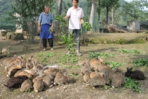 野兔子怎样养才不会死,养殖期间要尽可能保持安静