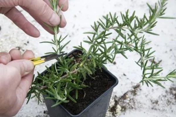 迷迭香的修剪方式,剪除生长不良的枝条