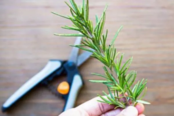 迷迭香的修剪方式,剪除生长不良的枝条