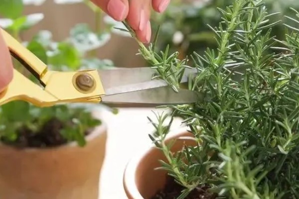 迷迭香的修剪方式,剪除生长不良的枝条