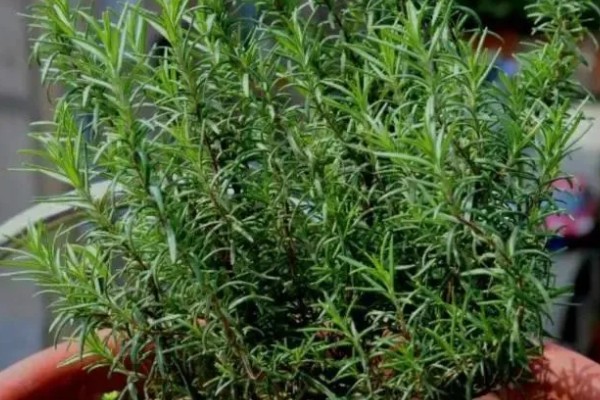 迷迭香的修剪方式,剪除生长不良的枝条