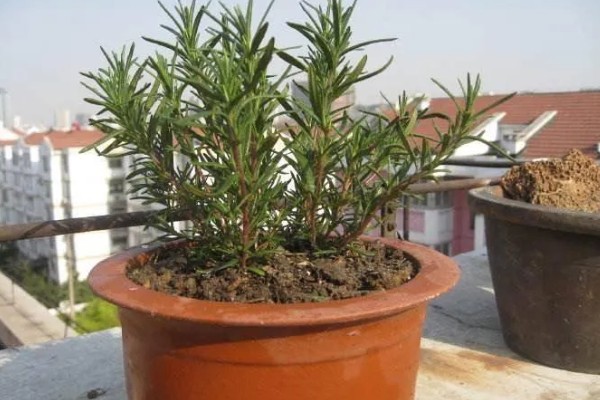 迷迭香的修剪方式,剪除生长不良的枝条