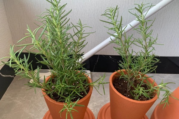 迷迭香的修剪方式,剪除生长不良的枝条