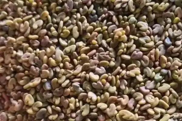 朱缨花种子属于什么，它的种子是繁殖体