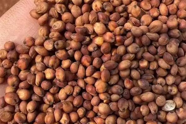 朱缨花种子属于什么，它的种子是繁殖体