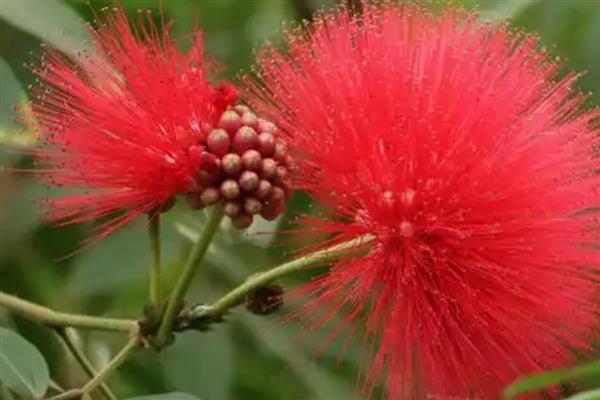 朱缨花种子属于什么，它的种子是繁殖体