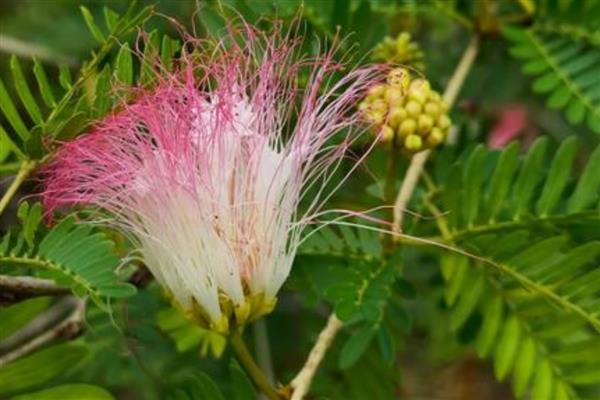 朱缨花种子属于什么，它的种子是繁殖体