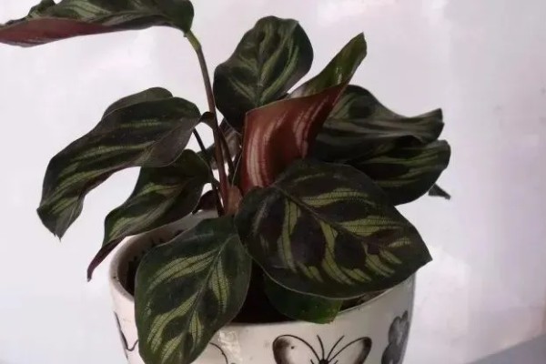 冬天可以种植竹芋吗，是可以种植的