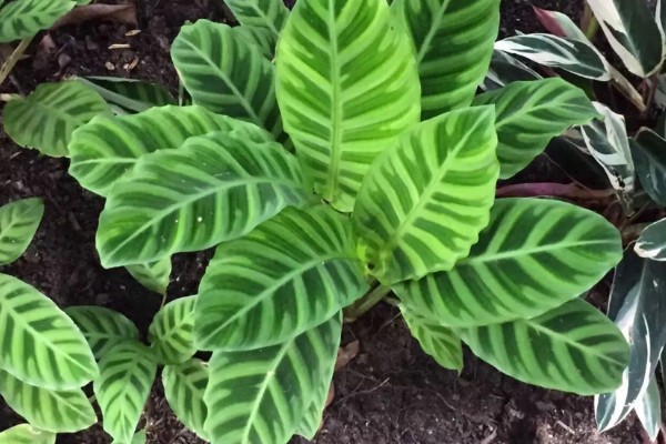 冬天可以种植竹芋吗，是可以种植的