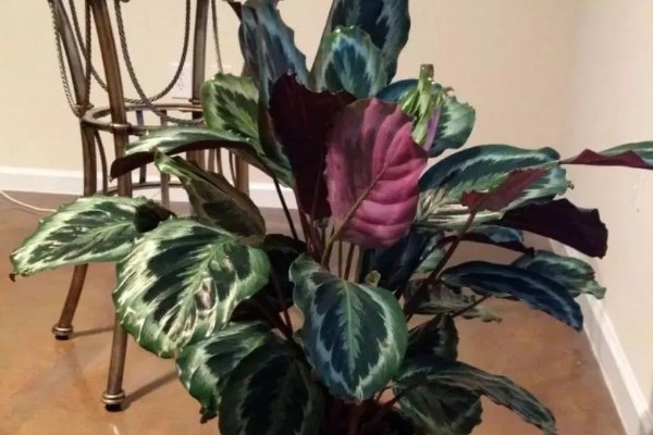 冬天可以种植竹芋吗，是可以种植的