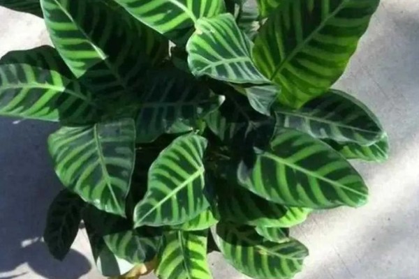 冬天可以种植竹芋吗，是可以种植的