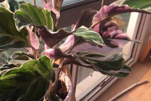 冬天可以种植竹芋吗，是可以种植的