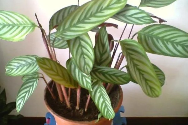 冬天可以种植竹芋吗，是可以种植的