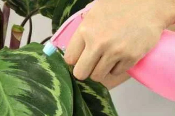 冬天可以种植竹芋吗，是可以种植的