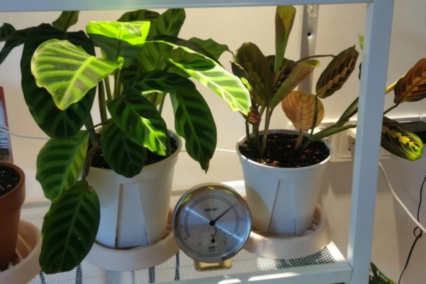 冬天可以种植竹芋吗，是可以种植的