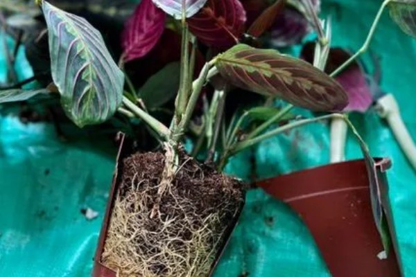 冬天可以种植竹芋吗，是可以种植的