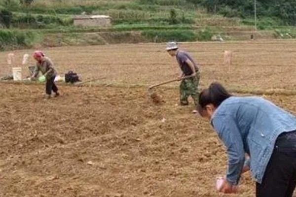 种植大蒜施什么肥,拔节期亩施硝基复合肥20-25公斤左右