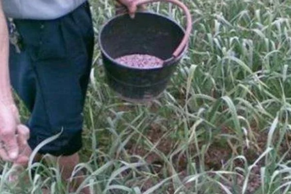 种植大蒜施什么肥,拔节期亩施硝基复合肥20-25公斤左右