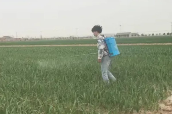 种植大蒜施什么肥,拔节期亩施硝基复合肥20-25公斤左右