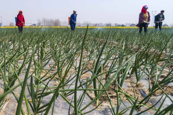 种植大蒜施什么肥,拔节期亩施硝基复合肥20-25公斤左右