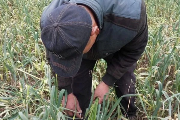 种植大蒜施什么肥,拔节期亩施硝基复合肥20-25公斤左右