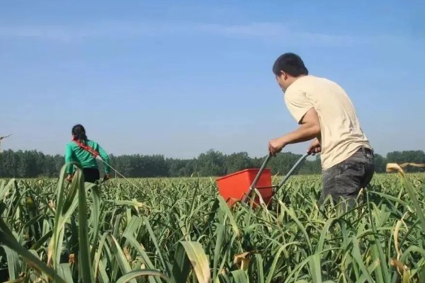 种植大蒜施什么肥,拔节期亩施硝基复合肥20-25公斤左右