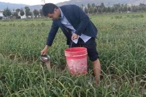 种植大蒜施什么肥,拔节期亩施硝基复合肥20-25公斤左右