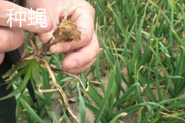 种植大蒜施什么肥,拔节期亩施硝基复合肥20-25公斤左右