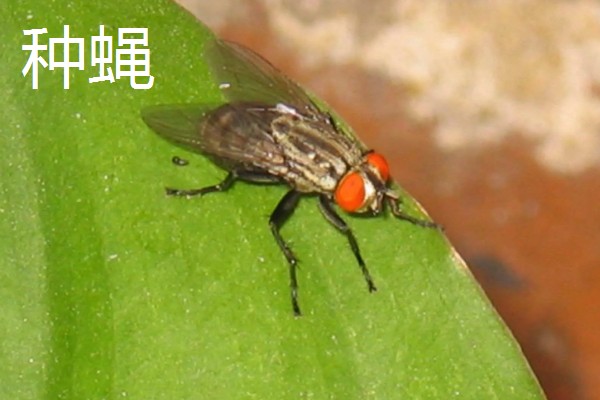 种植大蒜施什么肥,拔节期亩施硝基复合肥20-25公斤左右