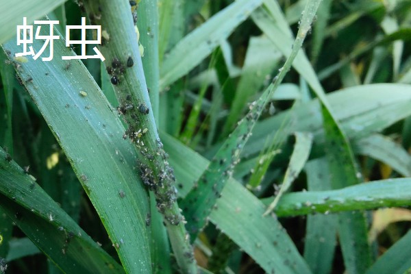 种植大蒜施什么肥,拔节期亩施硝基复合肥20-25公斤左右