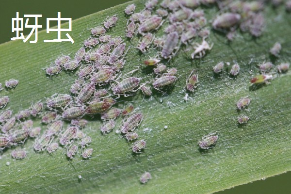 种植大蒜施什么肥,拔节期亩施硝基复合肥20-25公斤左右