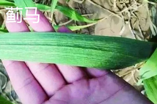 种植大蒜施什么肥,拔节期亩施硝基复合肥20-25公斤左右