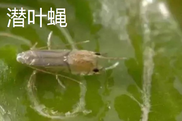 种植大蒜施什么肥,拔节期亩施硝基复合肥20-25公斤左右