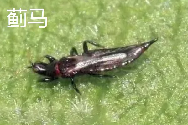 种植大蒜施什么肥,拔节期亩施硝基复合肥20-25公斤左右