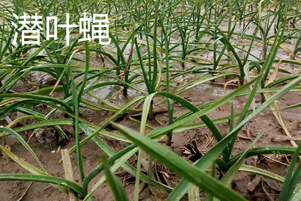 种植大蒜施什么肥,拔节期亩施硝基复合肥20-25公斤左右