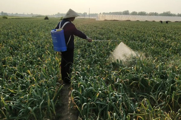 种植大蒜施什么肥,拔节期亩施硝基复合肥20-25公斤左右