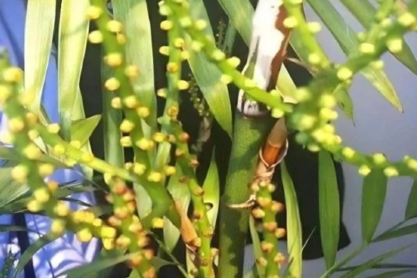 散尾葵开花要拔掉吗，需要拔掉