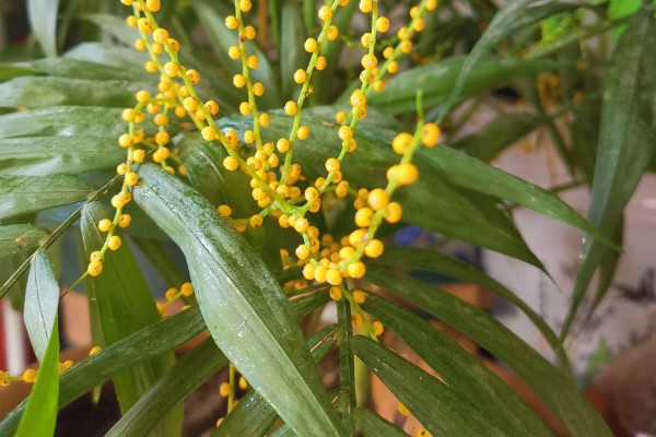 散尾葵开花要拔掉吗，需要拔掉