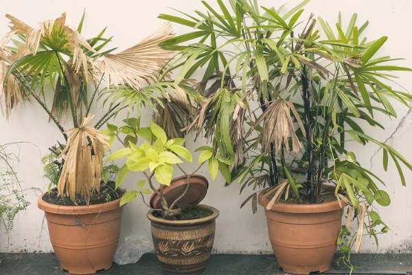 散尾葵开花要拔掉吗，需要拔掉